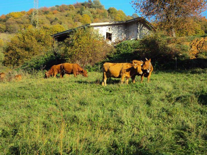 Agriturismo La Part Сан-Дзено-ди-Монтанья Экстерьер фото
